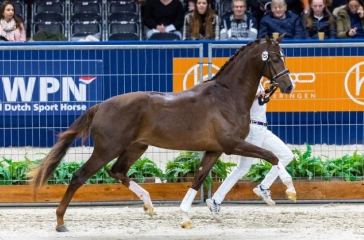 Trinellowaard (Extreme U.S. x Florencio x Jazz)