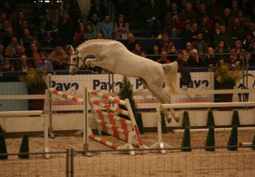 Zürich als 2.5 jarige hengst tijdens het vrijspringen op de KWPN Hengstenkeuring 2007